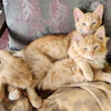 Klem (top) and Charlie