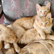 Klem (top) and Charlie