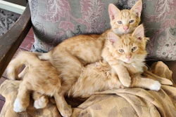 Klem (top) and Charlie