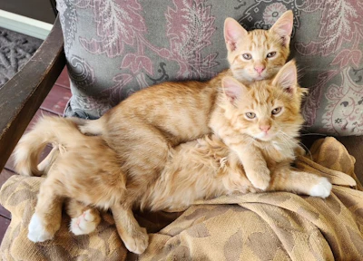 Klem (top) and Charlie