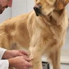 Cannabidiol (CBD) has been studied for its potential anti-inflammatory effects and may support comfort and mobility in dogs experiencing joint stiffness and reduced mobility.