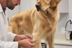 Cannabidiol (CBD) has been studied for its potential anti-inflammatory effects and may support comfort and mobility in dogs experiencing joint stiffness and reduced mobility.