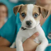 Tylijura Ai Generated Dog At Vet Pixabay