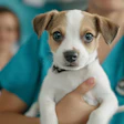 Tylijura Ai Generated Dog At Vet Pixabay