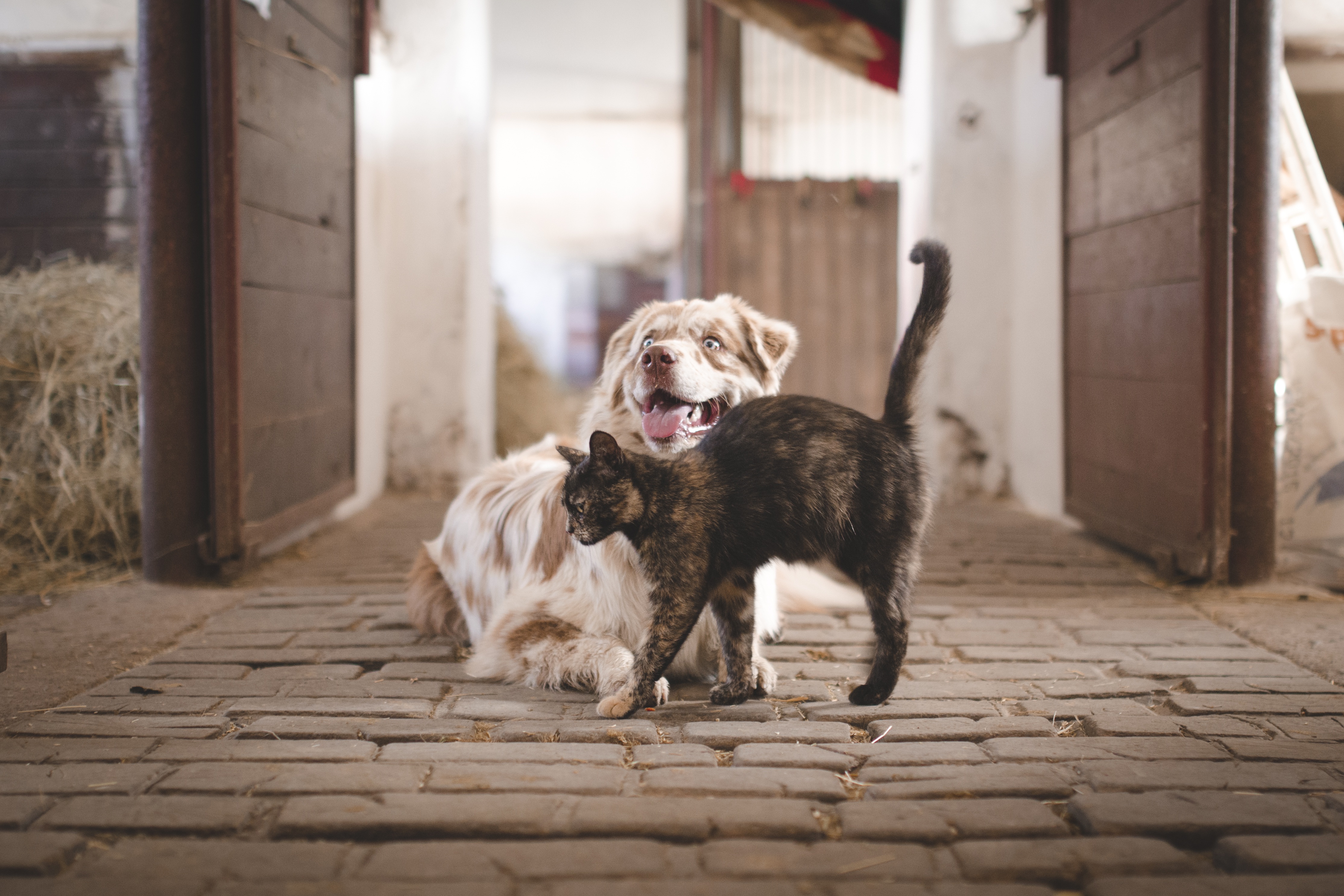 Vaclavzavada Dog And Cat In Barn Pixabay