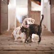 Vaclavzavada Dog And Cat In Barn Pixabay