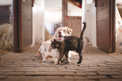 Vaclavzavada Dog And Cat In Barn Pixabay