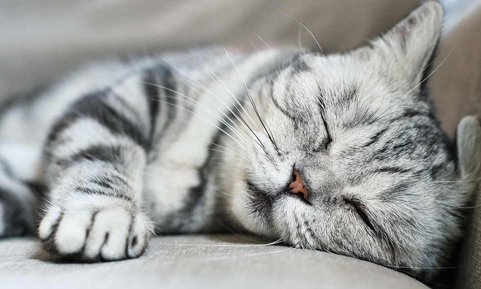Cats are continuing to have their time in the sun, and successful companies will lead with market adaptability as the segment evolves.
