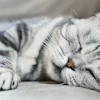Cats are continuing to have their time in the sun, and successful companies will lead with market adaptability as the segment evolves.
