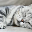 Cats are continuing to have their time in the sun, and successful companies will lead with market adaptability as the segment evolves.