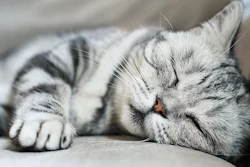 Cats are continuing to have their time in the sun, and successful companies will lead with market adaptability as the segment evolves.