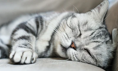 Cats are continuing to have their time in the sun, and successful companies will lead with market adaptability as the segment evolves.