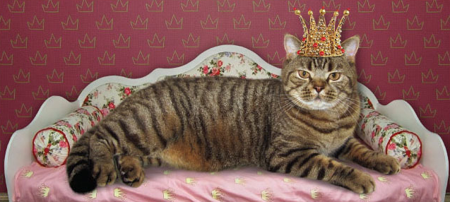 2606 Chew Cat With Crown