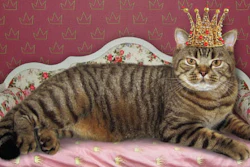 2606 Chew Cat With Crown