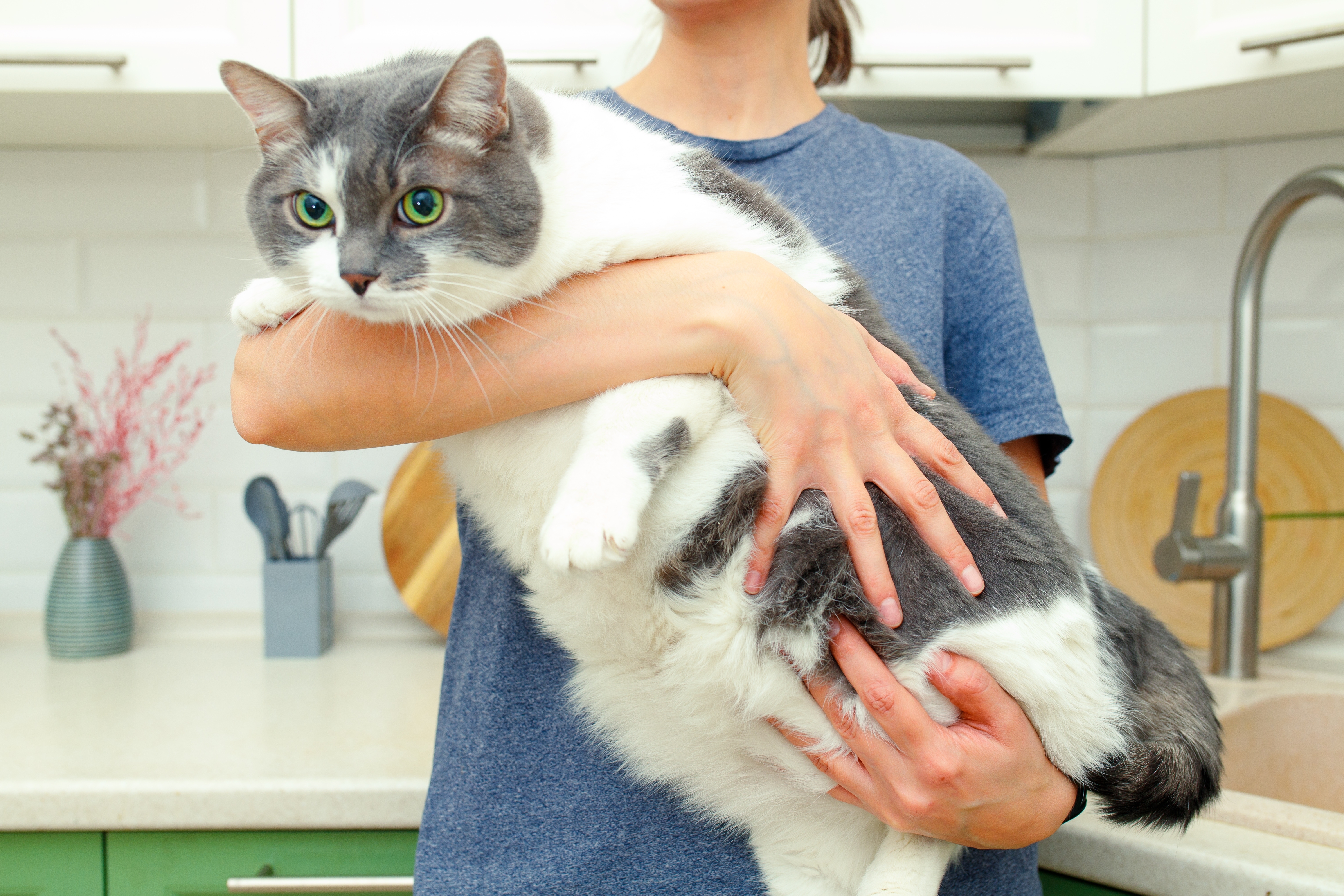 Bigstock Lazy Fat Cat In The Hands Of T 461100705