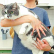 Bigstock Lazy Fat Cat In The Hands Of T 461100705