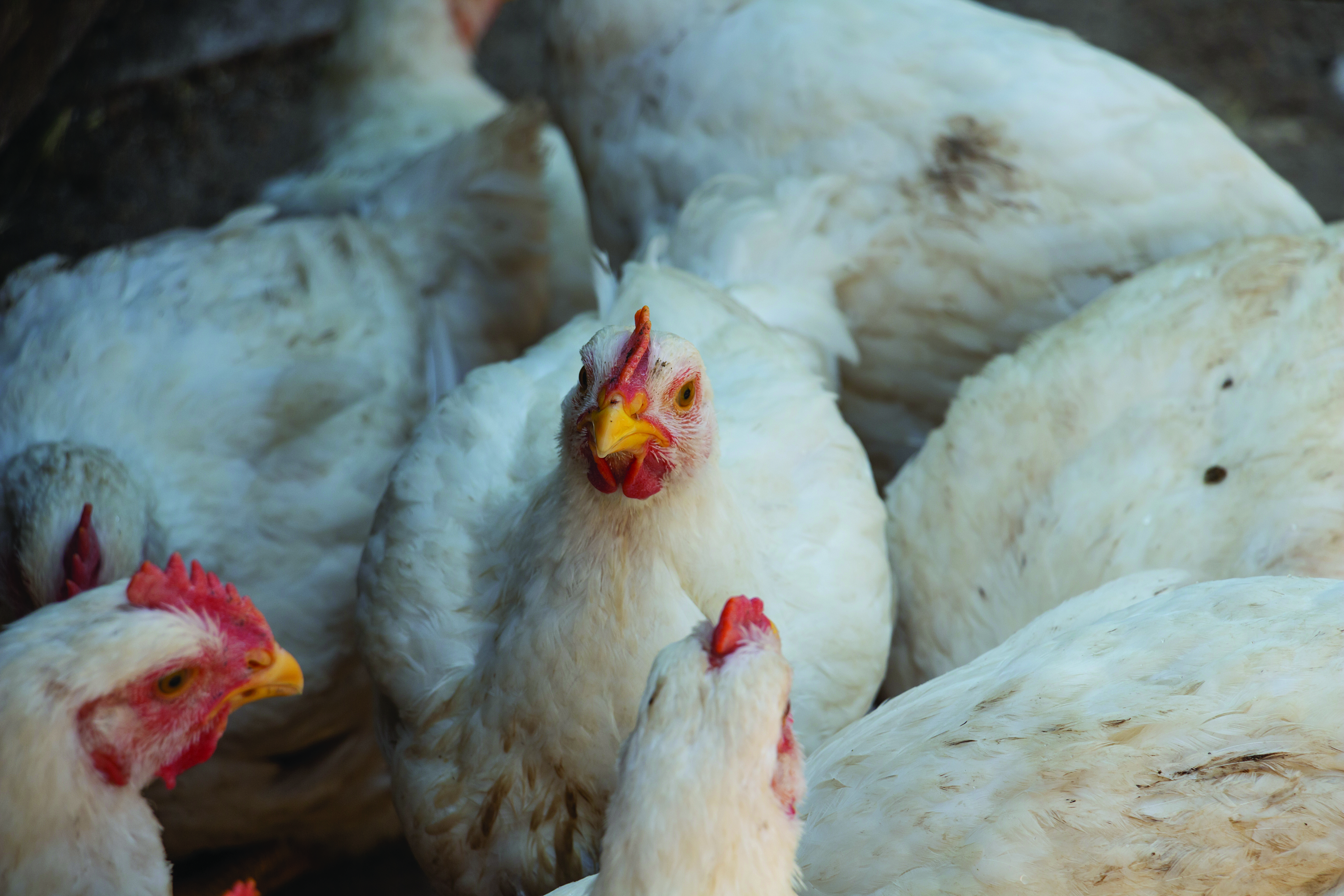 White chickens huddled together in a farm coop with reddish combs and wattles visible