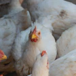 White chickens huddled together in a farm coop with reddish combs and wattles visible