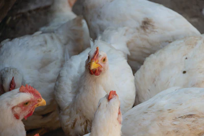 White chickens huddled together in a farm coop with reddish combs and wattles visible