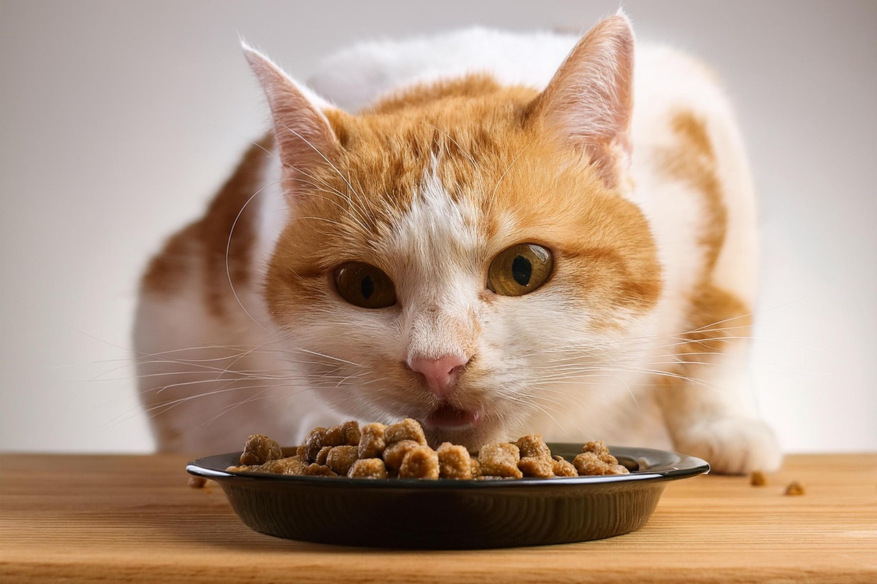 Canned and wet cat food prices have climbed 6.4% since May 2024 &mdash; nearly four times the increase seen in canned dog food, according to Pet Business Professor.