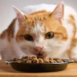 Canned and wet cat food prices have climbed 6.4% since May 2024 — nearly four times the increase seen in canned dog food, according to Pet Business Professor.