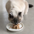 According to BioCraft, animal cell-cultured ingredients sold in the European Union and the UK are not subject to independent, ingredient-level safety review at this time.
