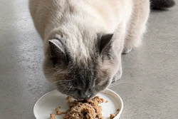 According to BioCraft, animal cell-cultured ingredients sold in the European Union and the UK are not subject to independent, ingredient-level safety review at this time.