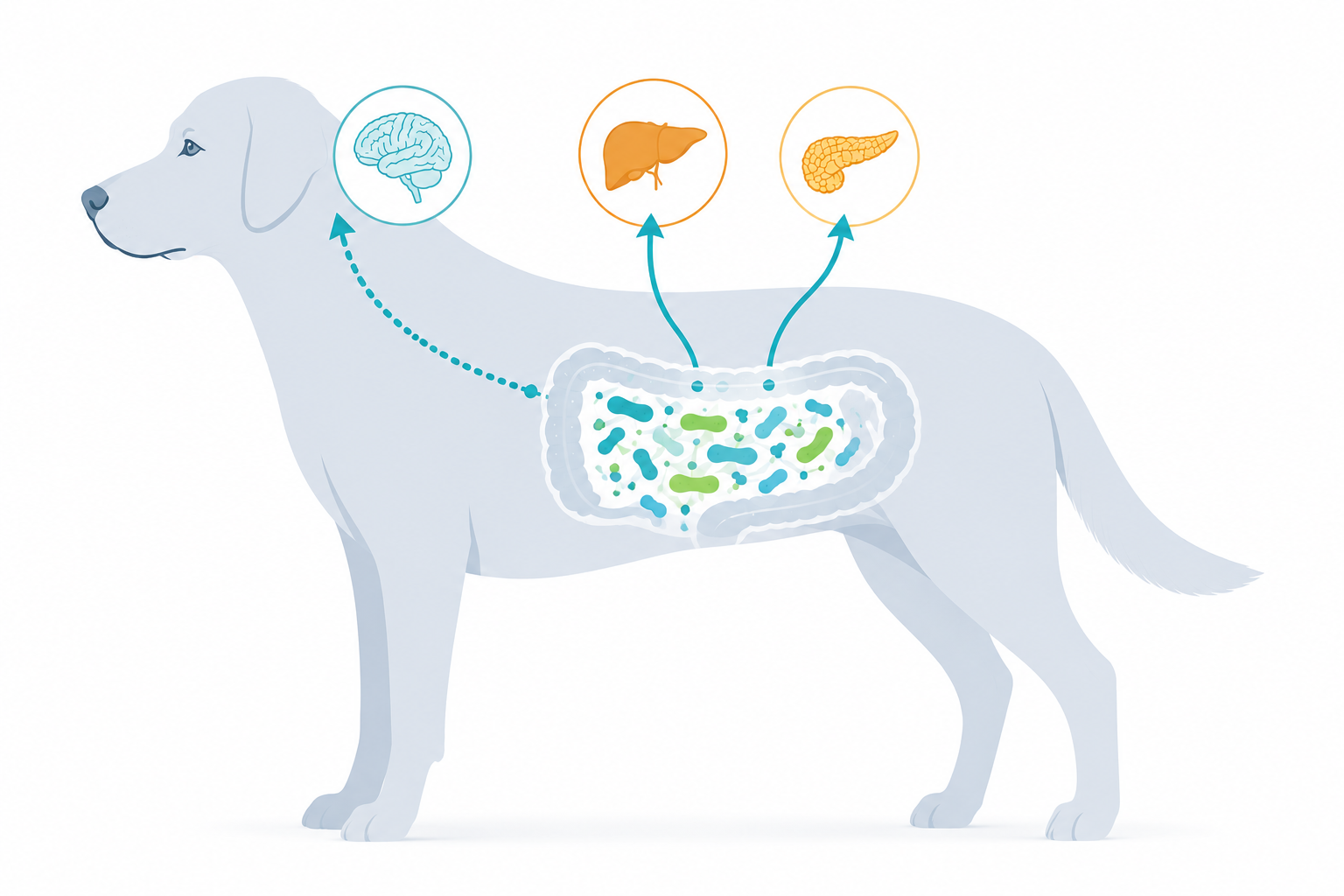 Interest in metabolic health supplements for pets is already emerging among brands and consumers.
