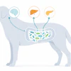 Interest in metabolic health supplements for pets is already emerging among brands and consumers.