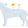 Interest in metabolic health supplements for pets is already emerging among brands and consumers.
