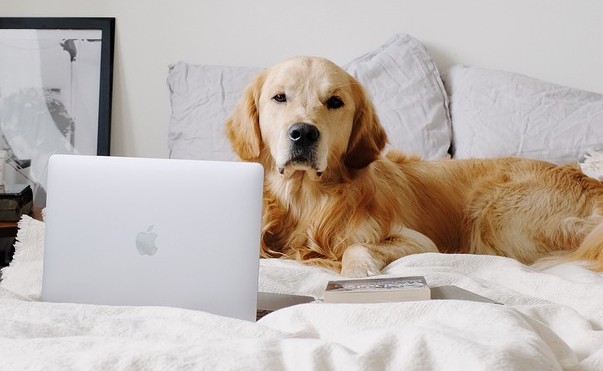 Pet brands boosted Q2 revenue 20% while cutting Amazon out-of-stock losses 63%, new CommerceIQ data shows, driven by stronger inventory management, steady pricing power and rising retail media returns.