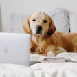 Pet brands boosted Q2 revenue 20% while cutting Amazon out-of-stock losses 63%, new CommerceIQ data shows, driven by stronger inventory management, steady pricing power and rising retail media returns.