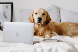Pet brands boosted Q2 revenue 20% while cutting Amazon out-of-stock losses 63%, new CommerceIQ data shows, driven by stronger inventory management, steady pricing power and rising retail media returns.