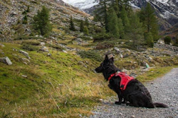 Mars is supporting the deployment of canine search-and-rescue teams from Argentina and Mexico.