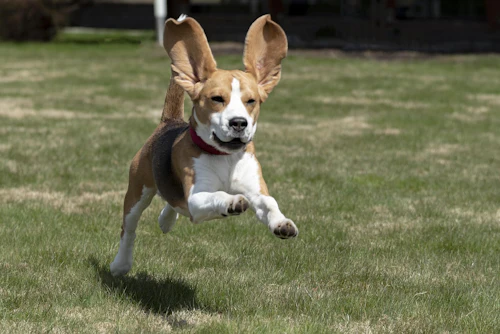 According to Cascadia, estimates suggest that dog life expectancy has doubled in the past four decades.