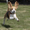 According to Cascadia, estimates suggest that dog life expectancy has doubled in the past four decades.