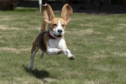 According to Cascadia, estimates suggest that dog life expectancy has doubled in the past four decades.