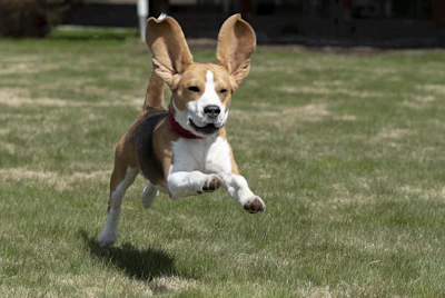 According to Cascadia, estimates suggest that dog life expectancy has doubled in the past four decades.
