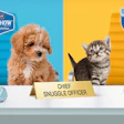 Purina Puppy And Kitten Chow