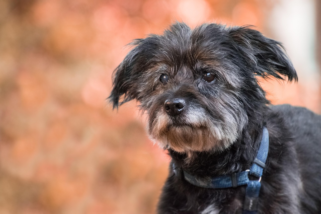 The Senior Dog Veterinary Society aims to help veterinary professionals advance the care and experience of older canine patients through advanced-training certifications from industry leading specialists and researchers.