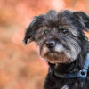 The Senior Dog Veterinary Society aims to help veterinary professionals advance the care and experience of older canine patients through advanced-training certifications from industry leading specialists and researchers.