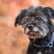 The Senior Dog Veterinary Society aims to help veterinary professionals advance the care and experience of older canine patients through advanced-training certifications from industry leading specialists and researchers.