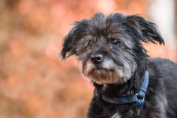 The Senior Dog Veterinary Society aims to help veterinary professionals advance the care and experience of older canine patients through advanced-training certifications from industry leading specialists and researchers.