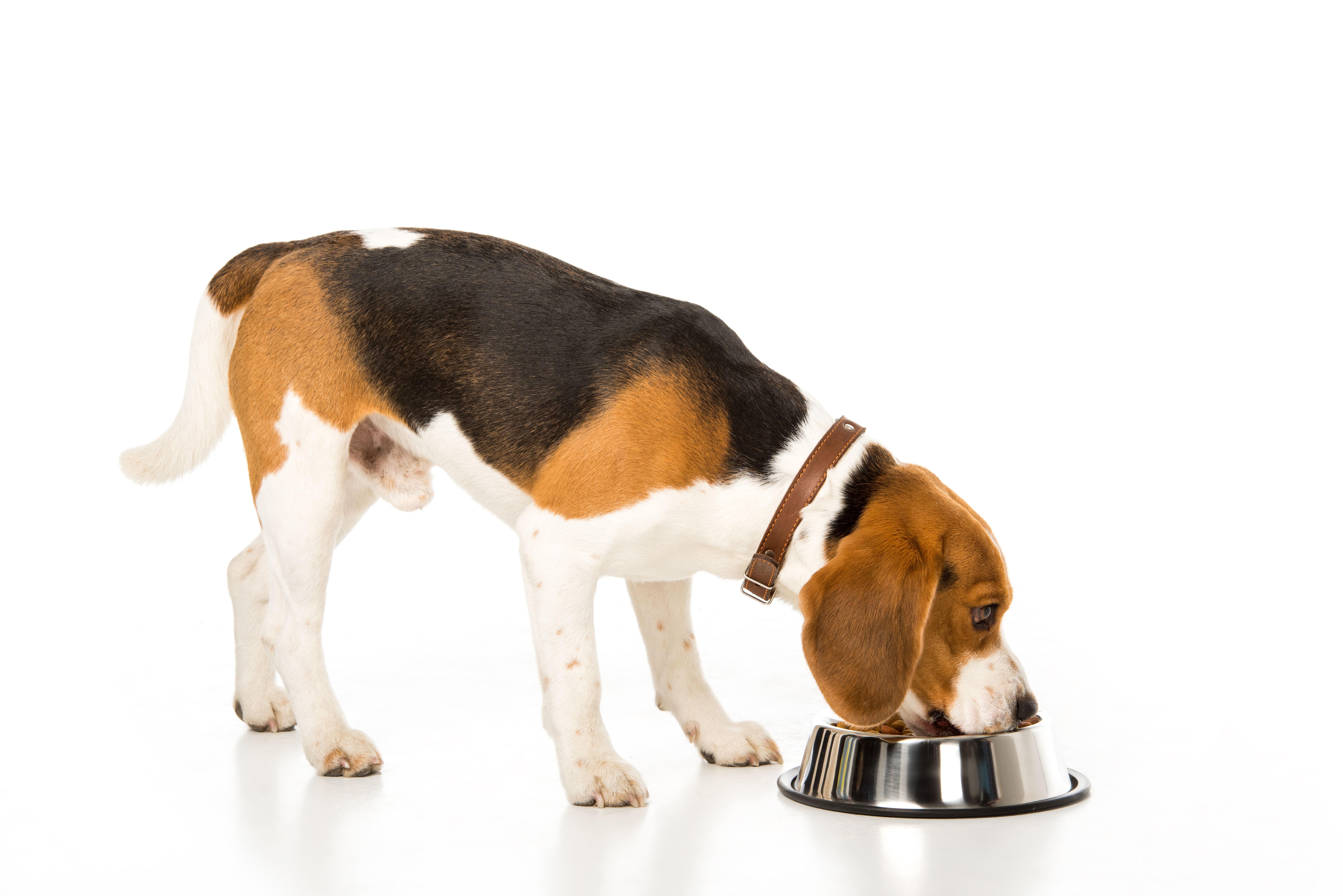 Beagle Eating