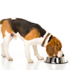Beagle Eating