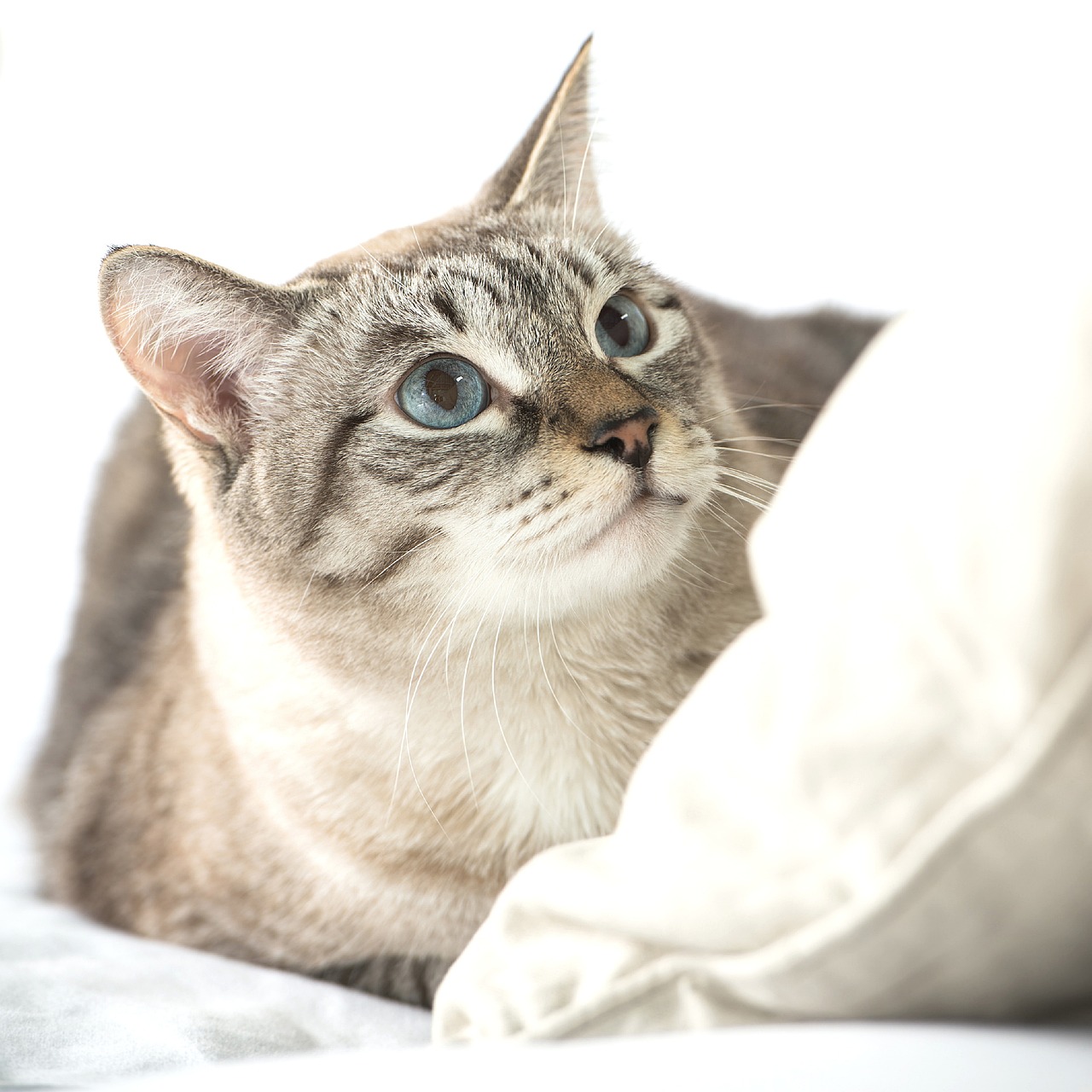 Pet prices rose 0.3% in July compared with June, pushing Petflation to a record high even as the year-over-year rate slowed to 3.0%, according to Pet Business Professor.