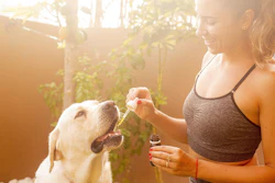 Erin Hinterland Cbd Oil Lab Pixabay