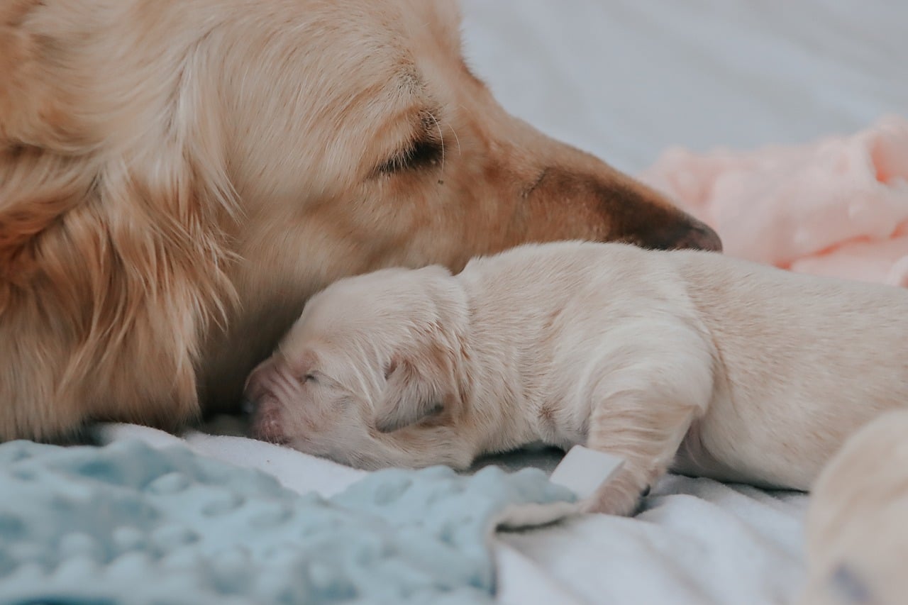 Puppies require up to 3.5 times more protein and twice the fat of adult dogs, along with specific levels of omega-3 and omega-6 fatty acids that support brain and vision development.