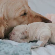 Puppies require up to 3.5 times more protein and twice the fat of adult dogs, along with specific levels of omega-3 and omega-6 fatty acids that support brain and vision development.