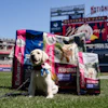 Eukanuba invites fans to experience a dog-friendly activation built around performance, play and nutrition.